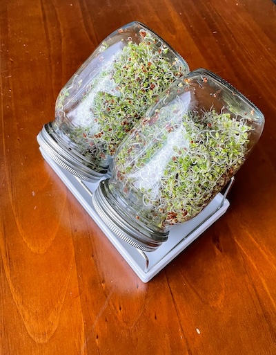 sprouts